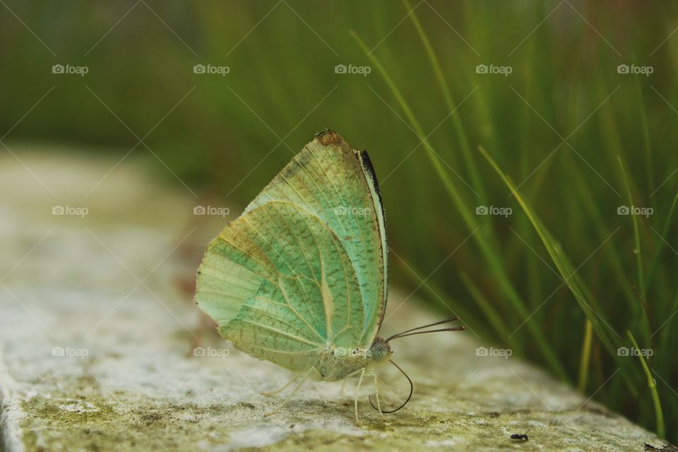 beautiful green butterfly