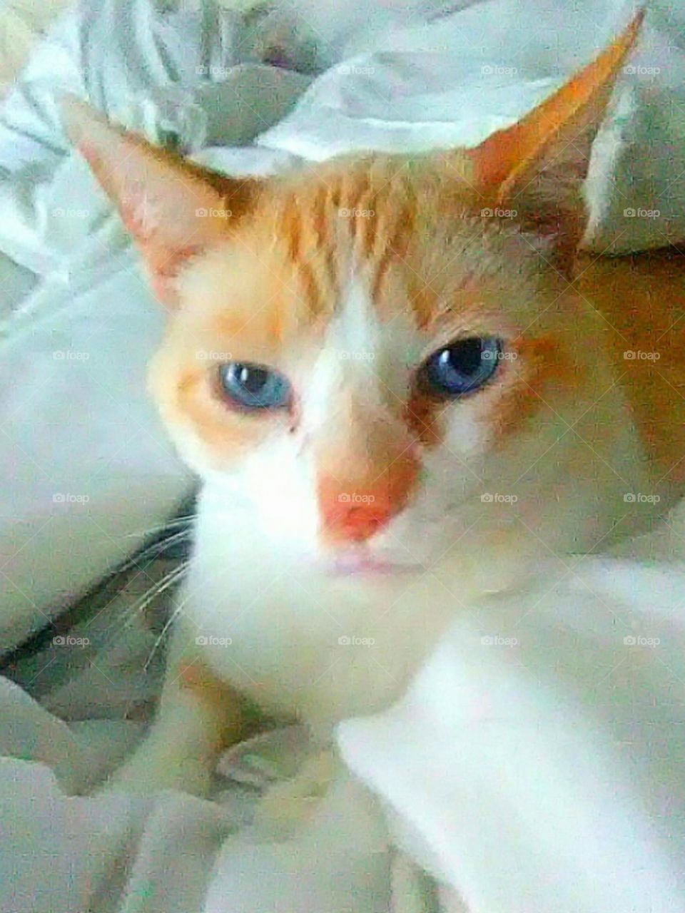 Cat with Blue Eyes in Bed