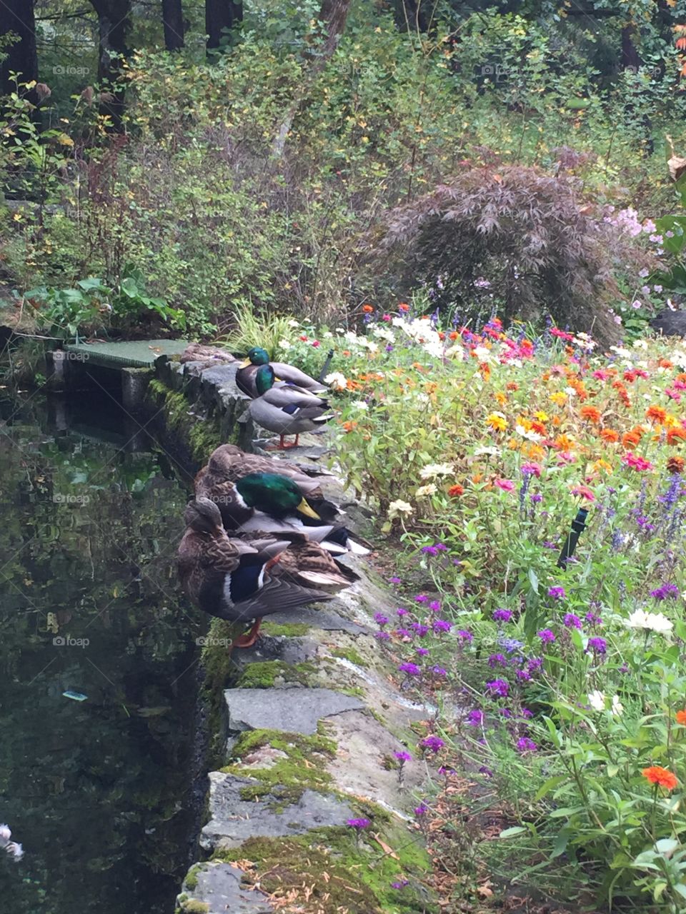 Getting my ducks in a row 