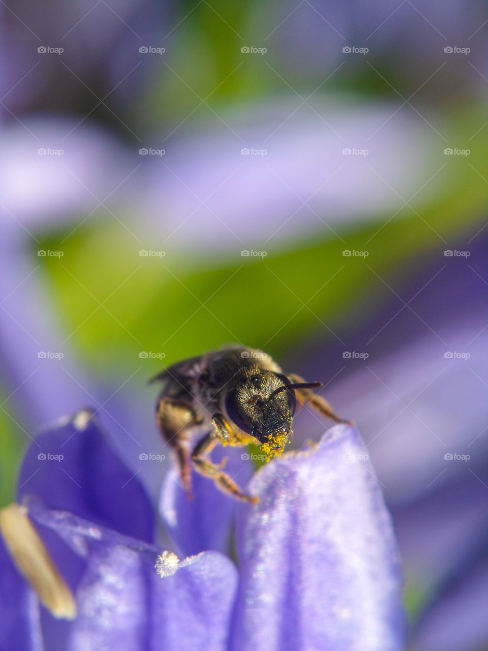 bee sitting on a purple flower