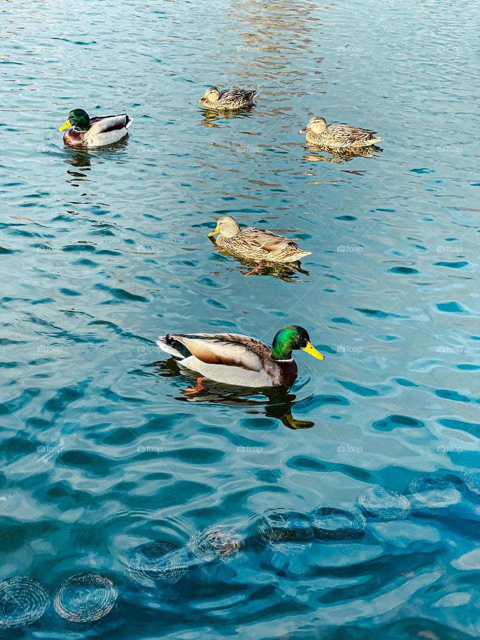 Green head duck swimming peacefully in water with other ducks 