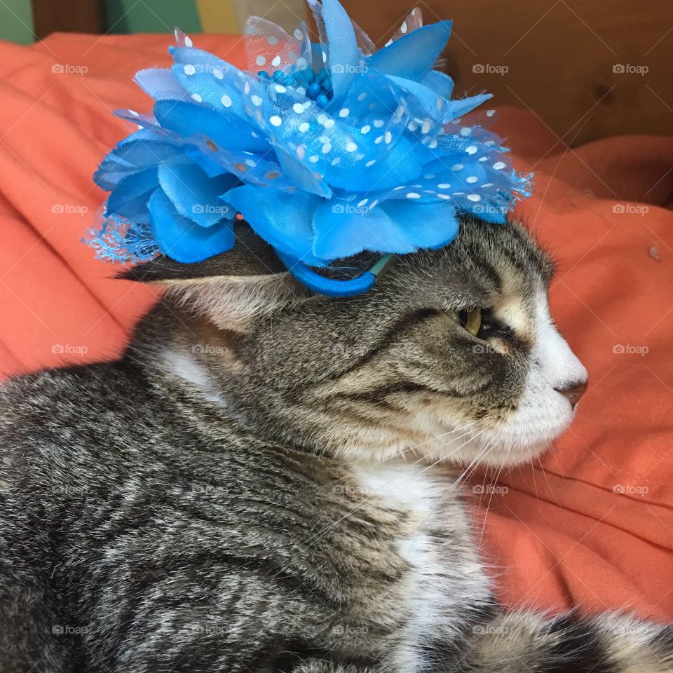 Cats wearing bows