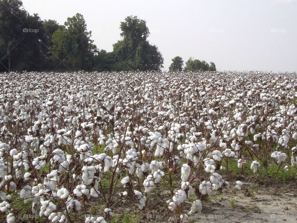 Cotton in the South