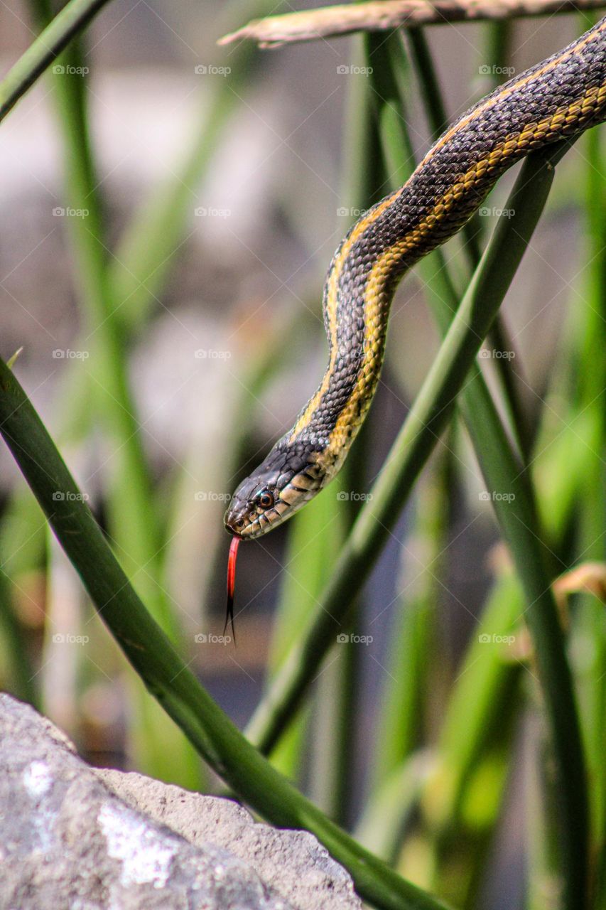 “Never let the same snake bite you twice…”