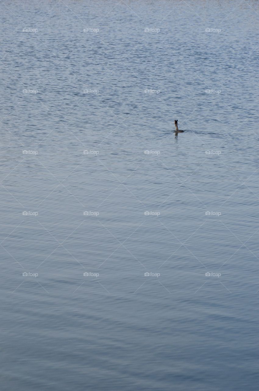 lake and bird