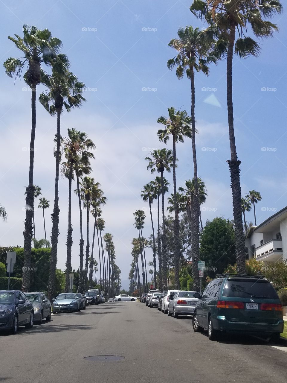 Santa Monica Palms! Los Angeles will be forever linked, in the collective unconscious, with the palm tree.But what about the pine, the oak and, of course, the outrageous jacaranda? Because almost anything can grow here, Los Angeles is brimming with all manner of species of trees. 