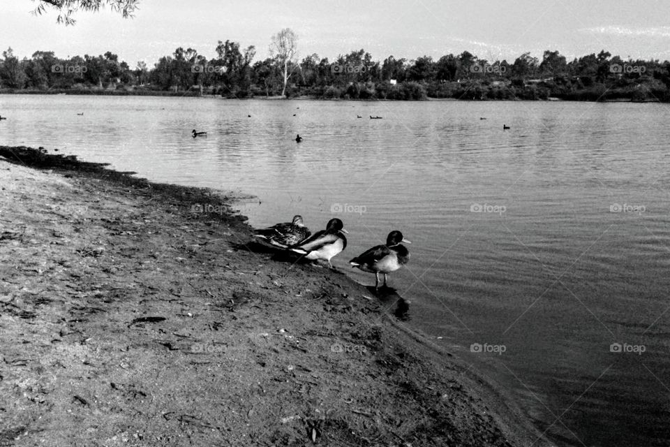 Wood Ducks foraging along the shore of Lake Murray. La Mesa, CA