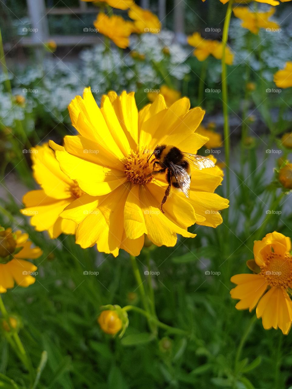 World in macro, mission. Flowers at botanic garden, summer, 🌞🌞🌞🐝🐝🐝🐝🐝🐝🐝🐝🐝bee