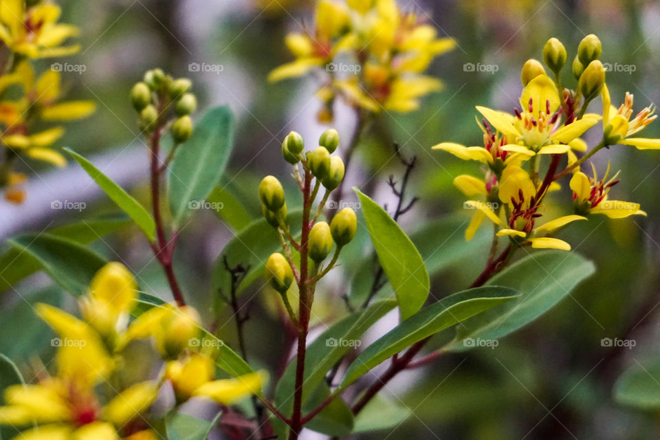 The bud of yellow flowers