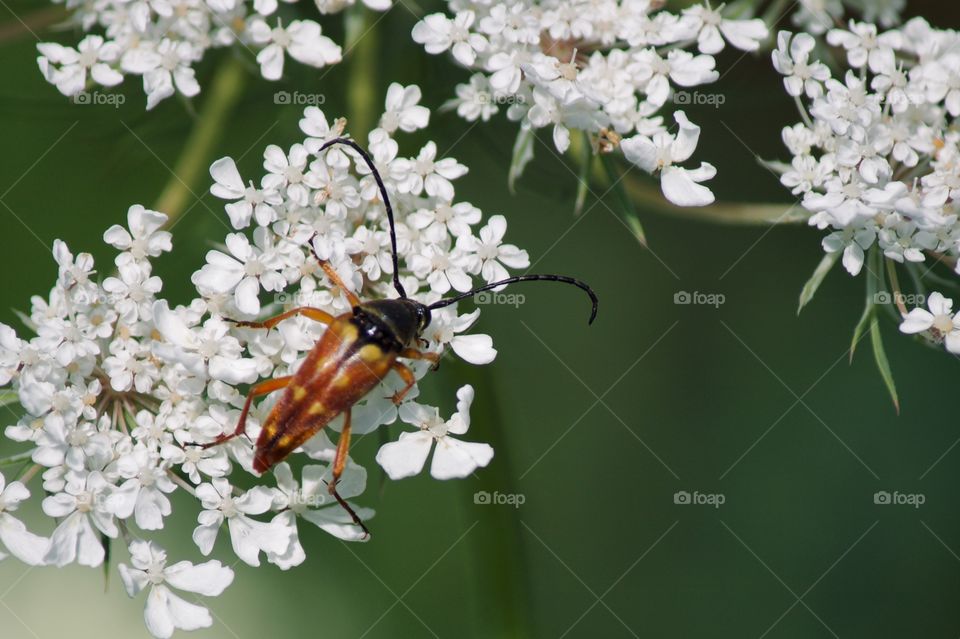 Insect on white wildflowers 