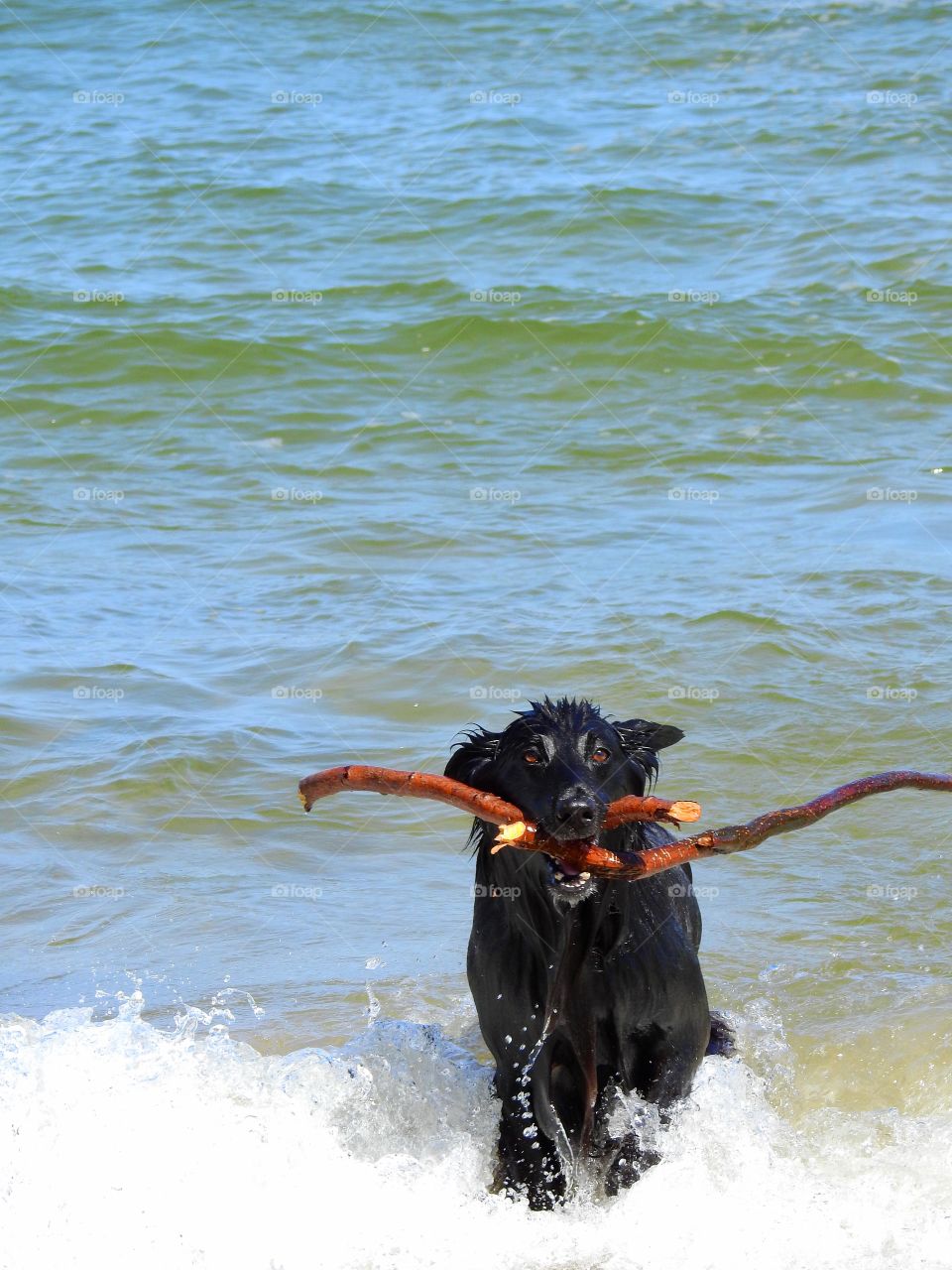 Fun in the water