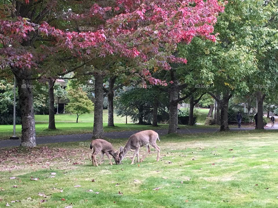 Deers feeding on grass