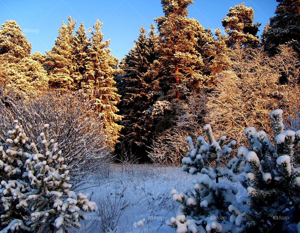 Winter, Tree, Nature, Snow, Pine