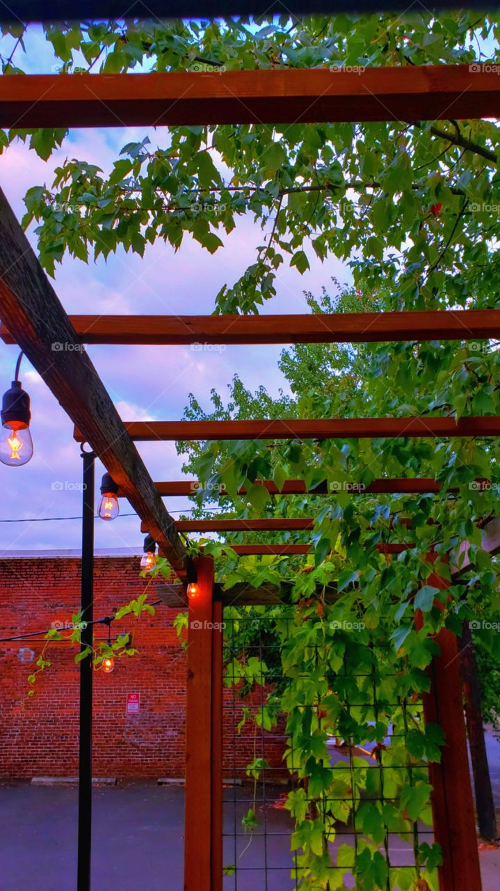 Vines hang down in an out door dining room.