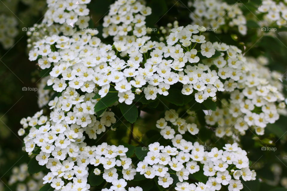 Hecke weiße Blüten