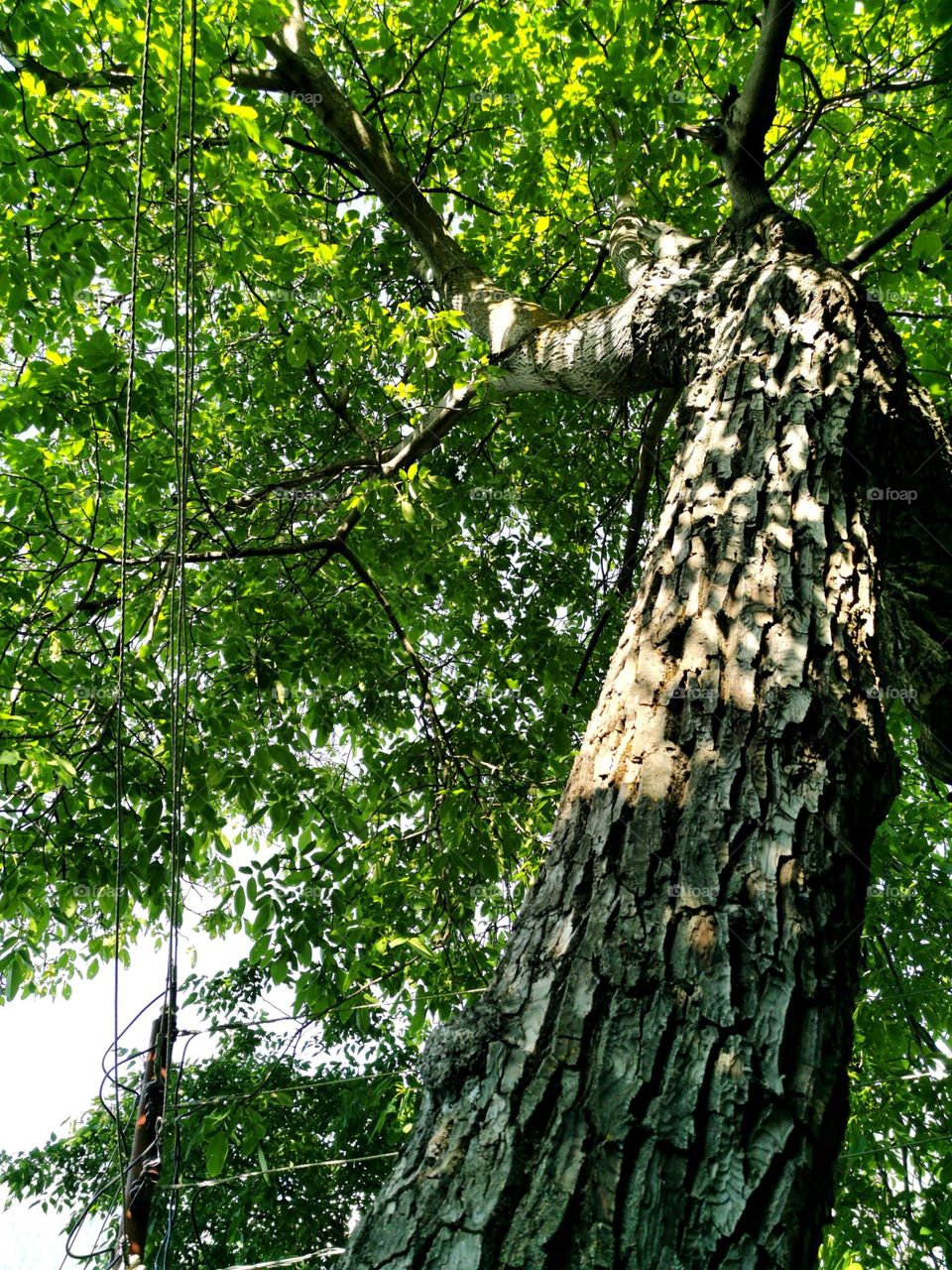 Standing strong : walnut tree