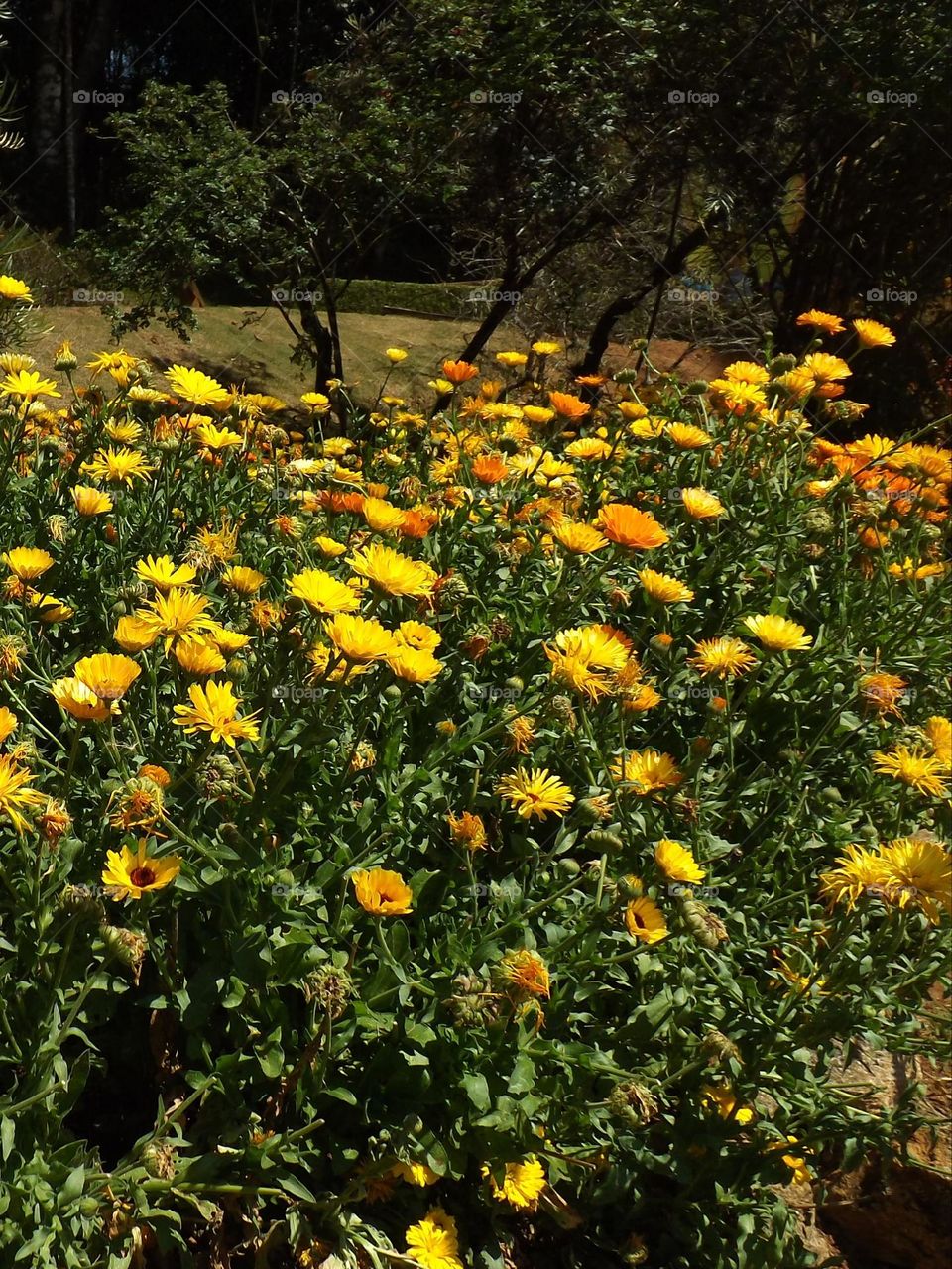 Flowers in Garden