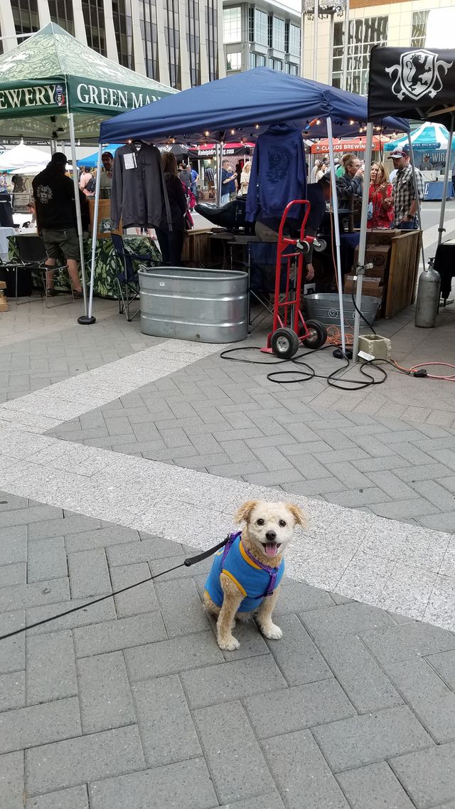 Street, City, Shopping, Dog, People