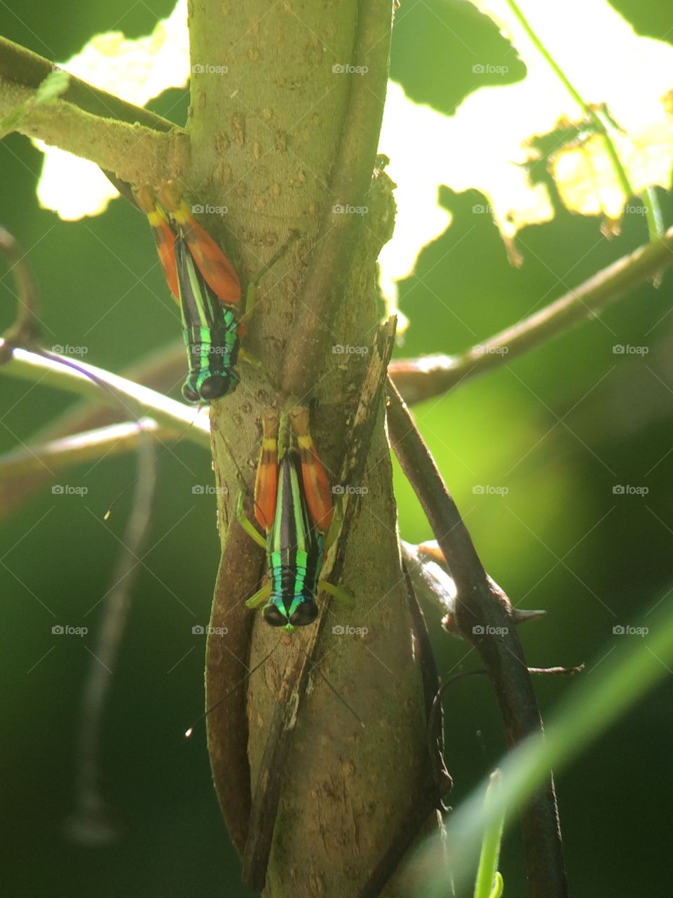 Poisonous Grasshoppers. Venomous grasshoppers rest on a tree in Central America
