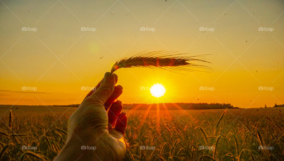 wheat field