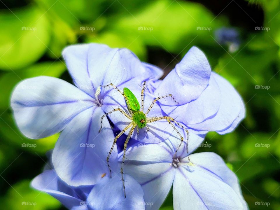 Peucetia viridans, the green lynx spider. It is the largest North American species in the family Oxyopidae and a beneficial spider. On a cluster of plumbago flowers.