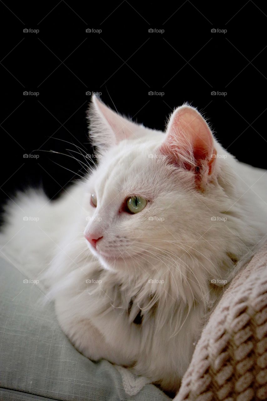  Comfy couch kinda day