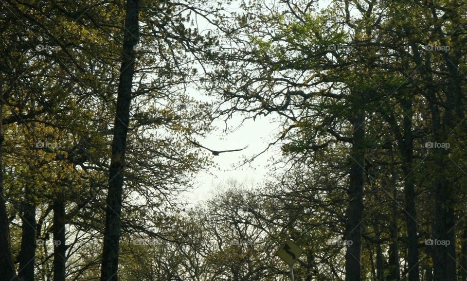 Bird flying through the Trees