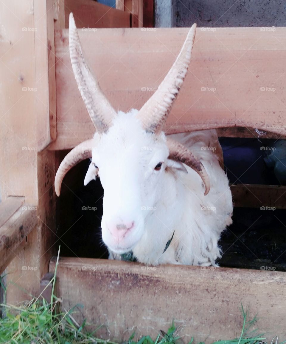 four horn the goat from west java
