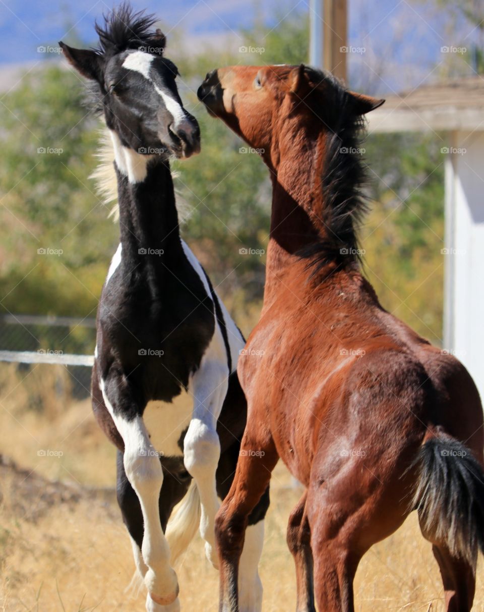 Wild, free, and spirited! Two wild American mustang colts playing and interacting 
