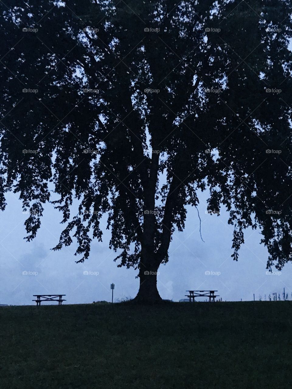 Tree on a hill 