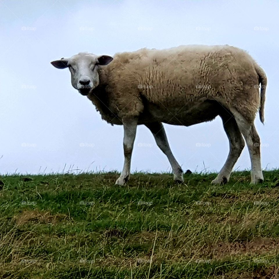 A sheep on a dike outside in the pasture.