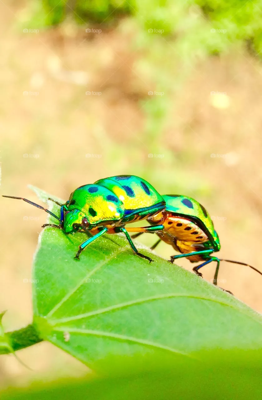 Bugs