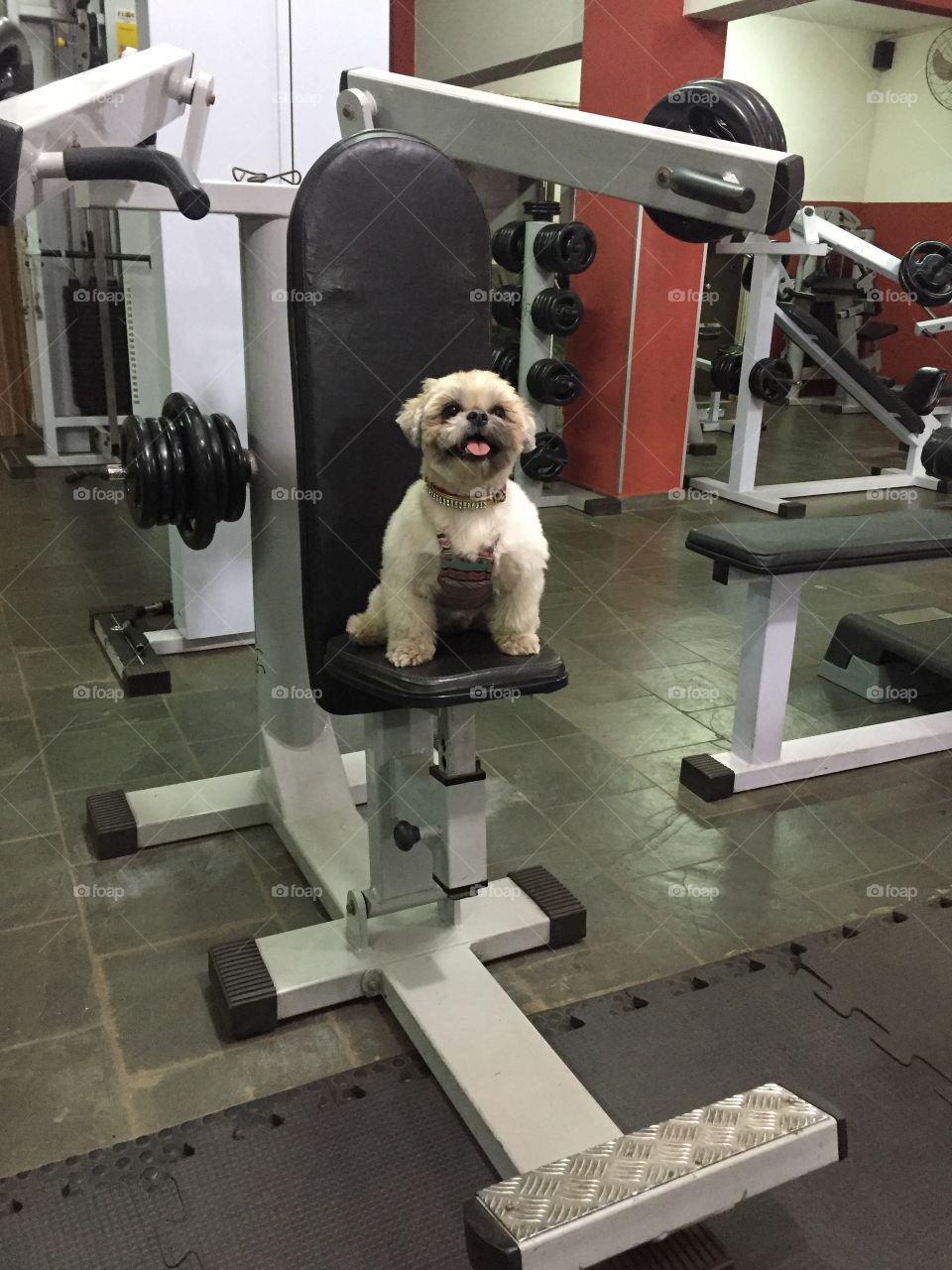 Strong cute dog