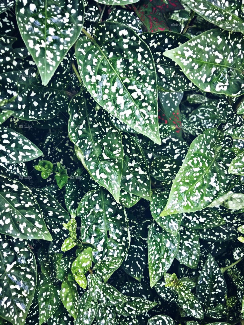 Delicadas e sarapintadas enfeitando a entrada do lar.