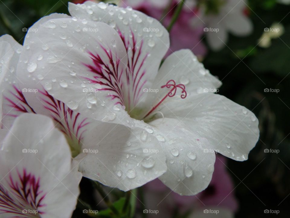 Close-up of wet flowers