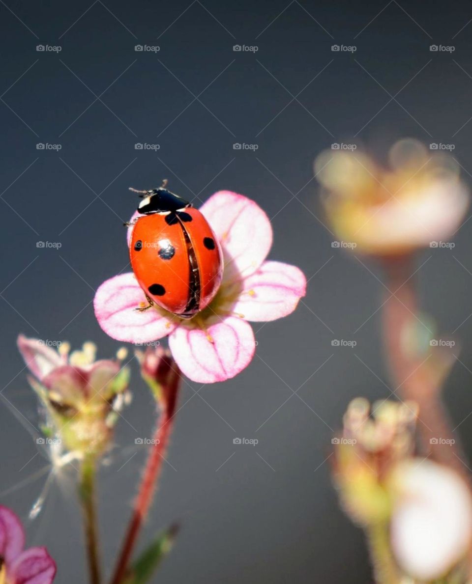 ladybug