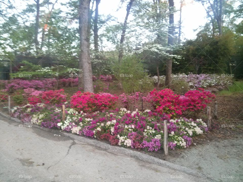 azaleas 