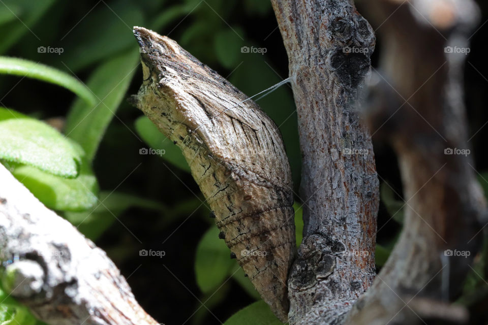 Chrysalis of a parsley worm