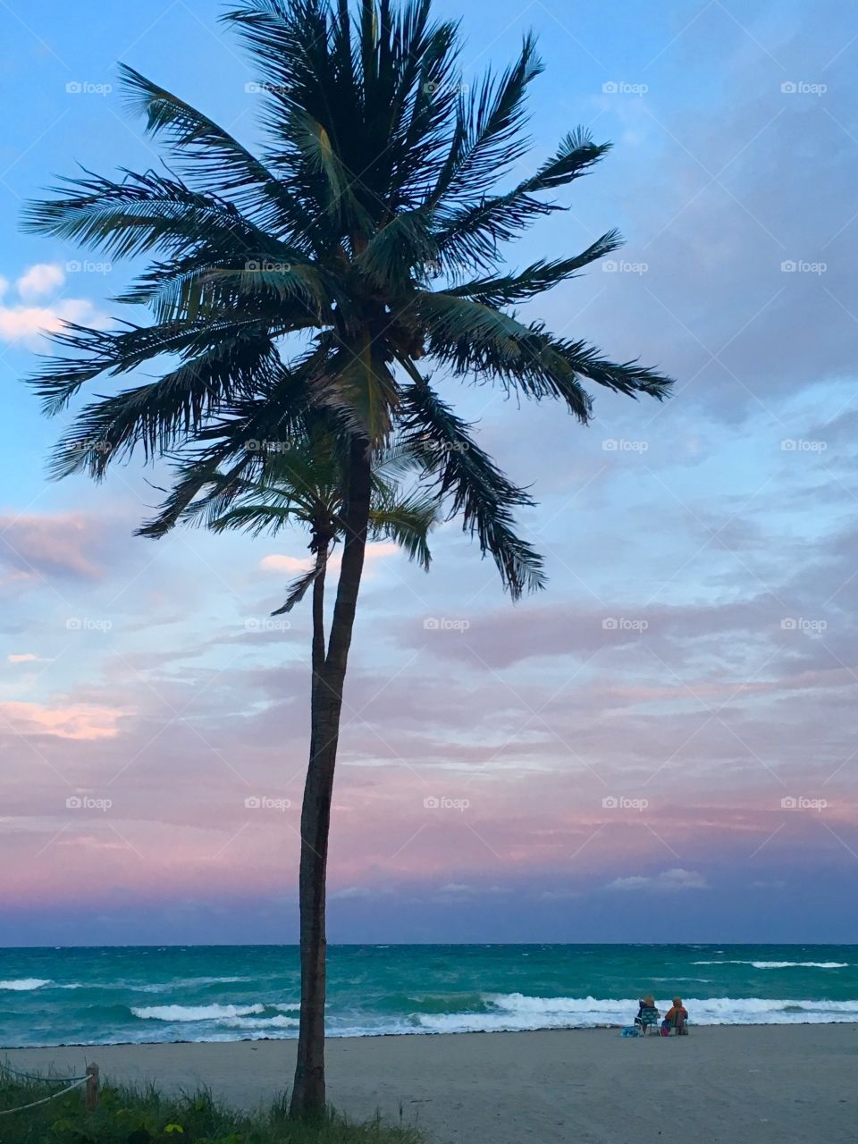 Miami beach palm tree at ocean