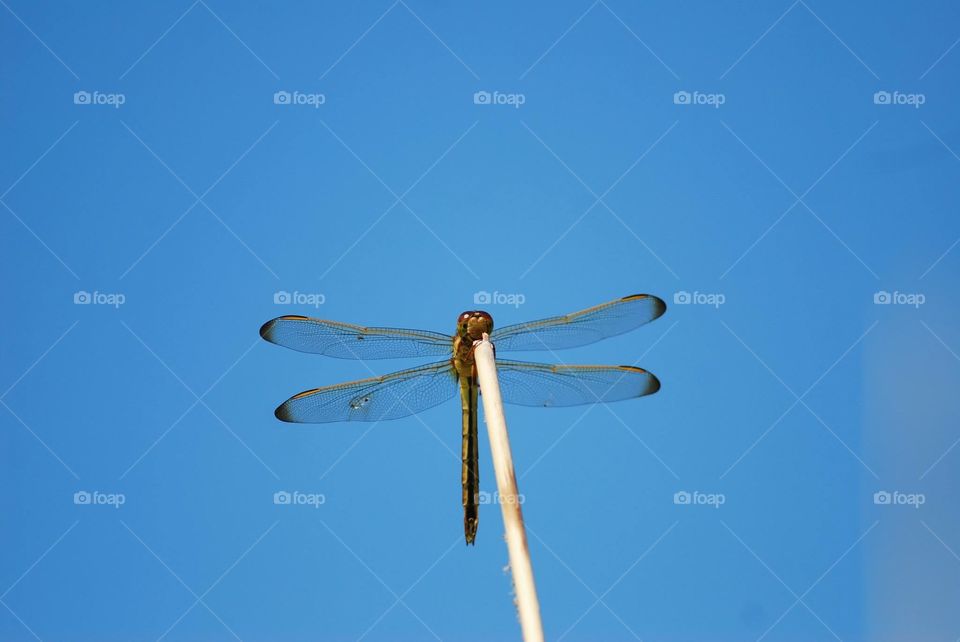 Sky, Nature, Insect, Dragonfly, Fly