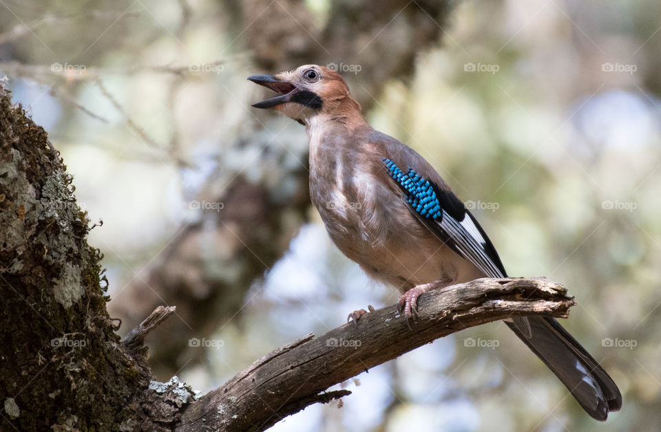 A beautiful bird standing on the tree