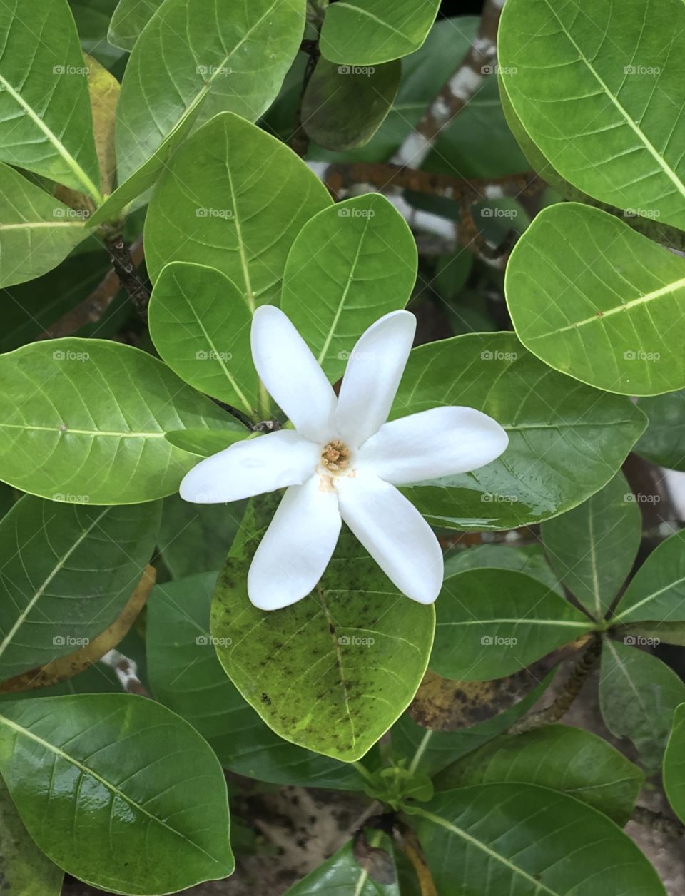 Flower from Tahiti - Tiaré