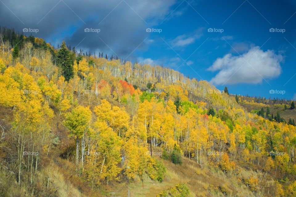 Aspen trees