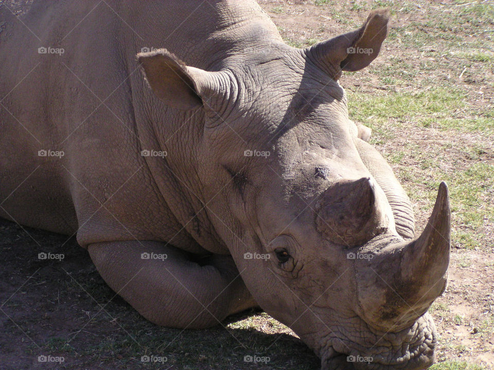 Let sleeping rhinos lie