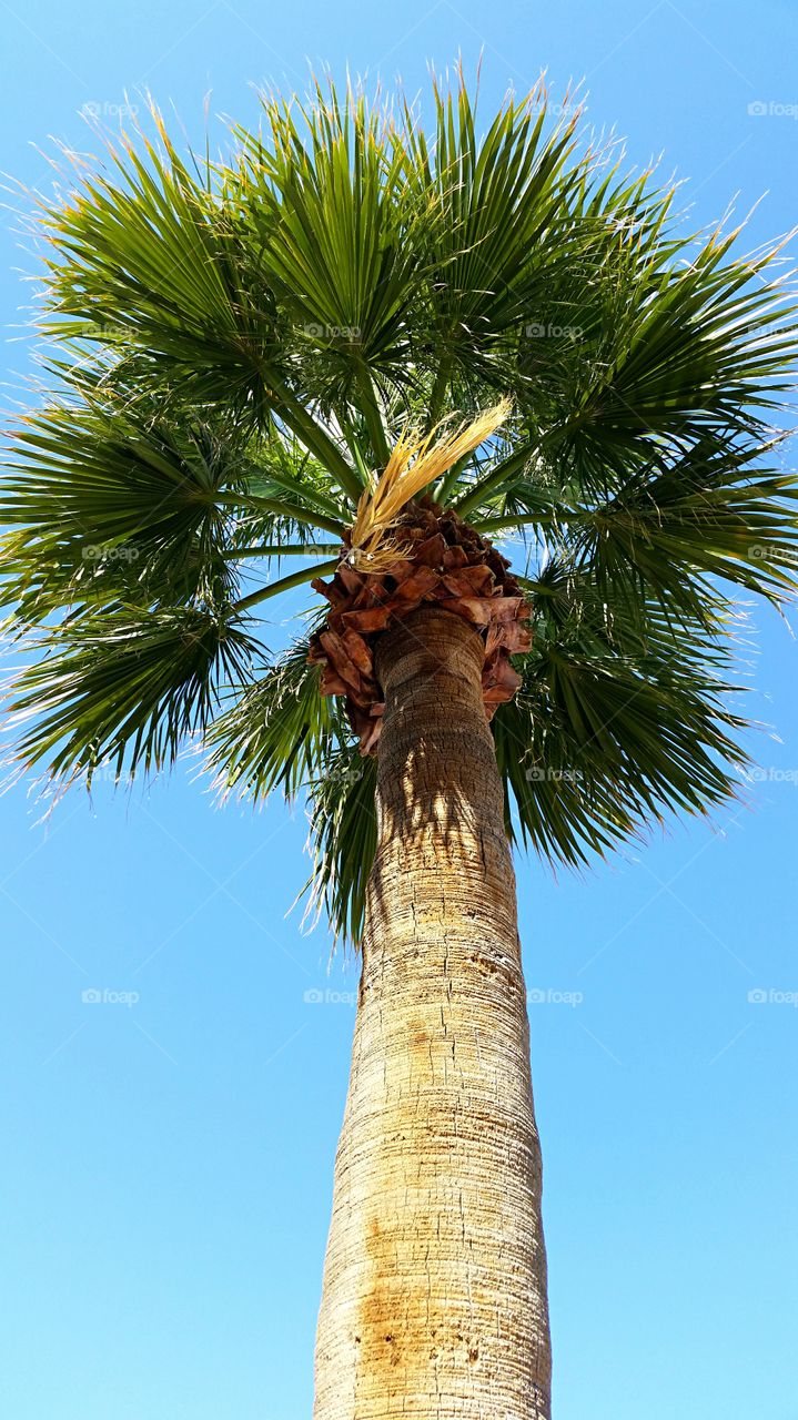 Desert Palm. Looking up at the tall desert palm!