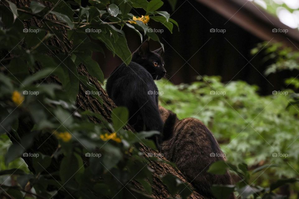 桂花树上的猫