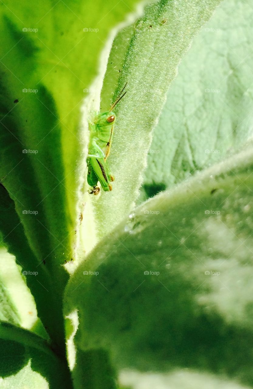 Green. Grasshopper on leaf