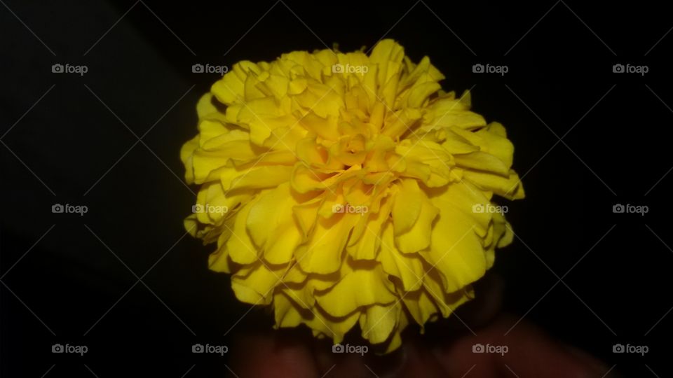 dark yellow flower
