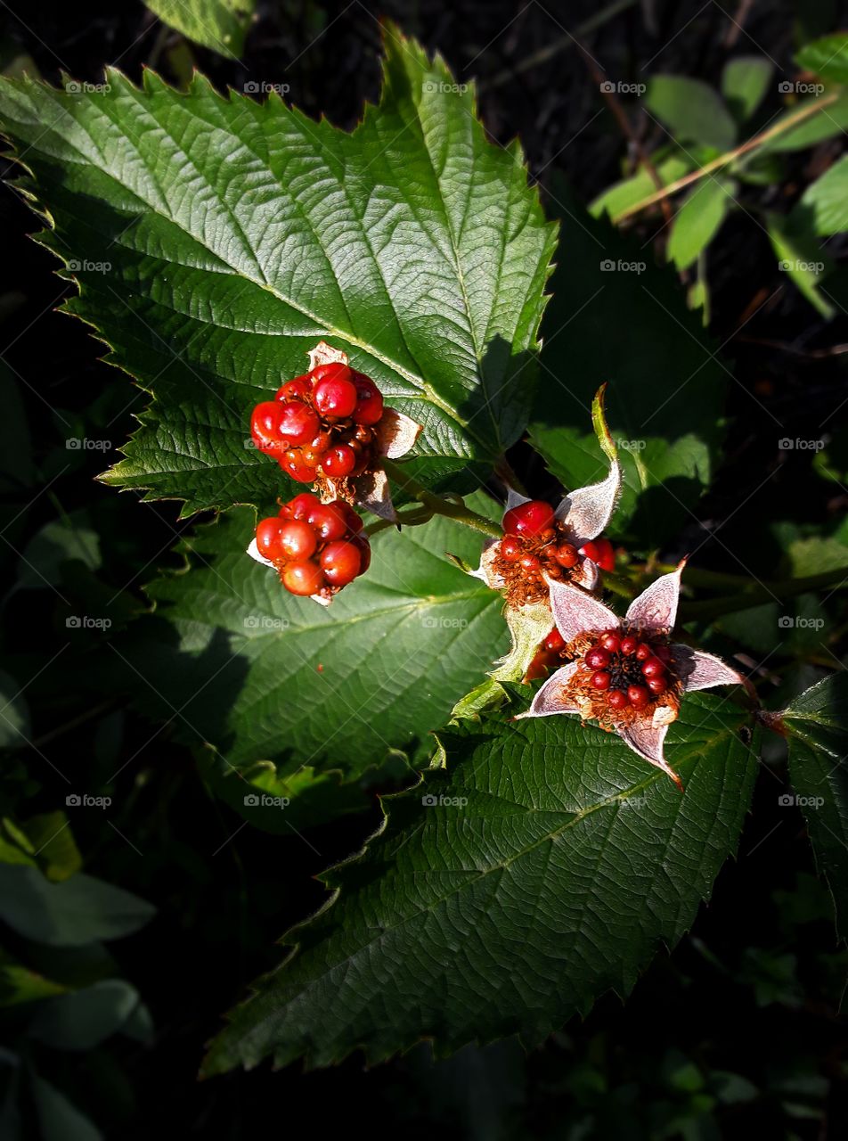 Developing unripe blackberries