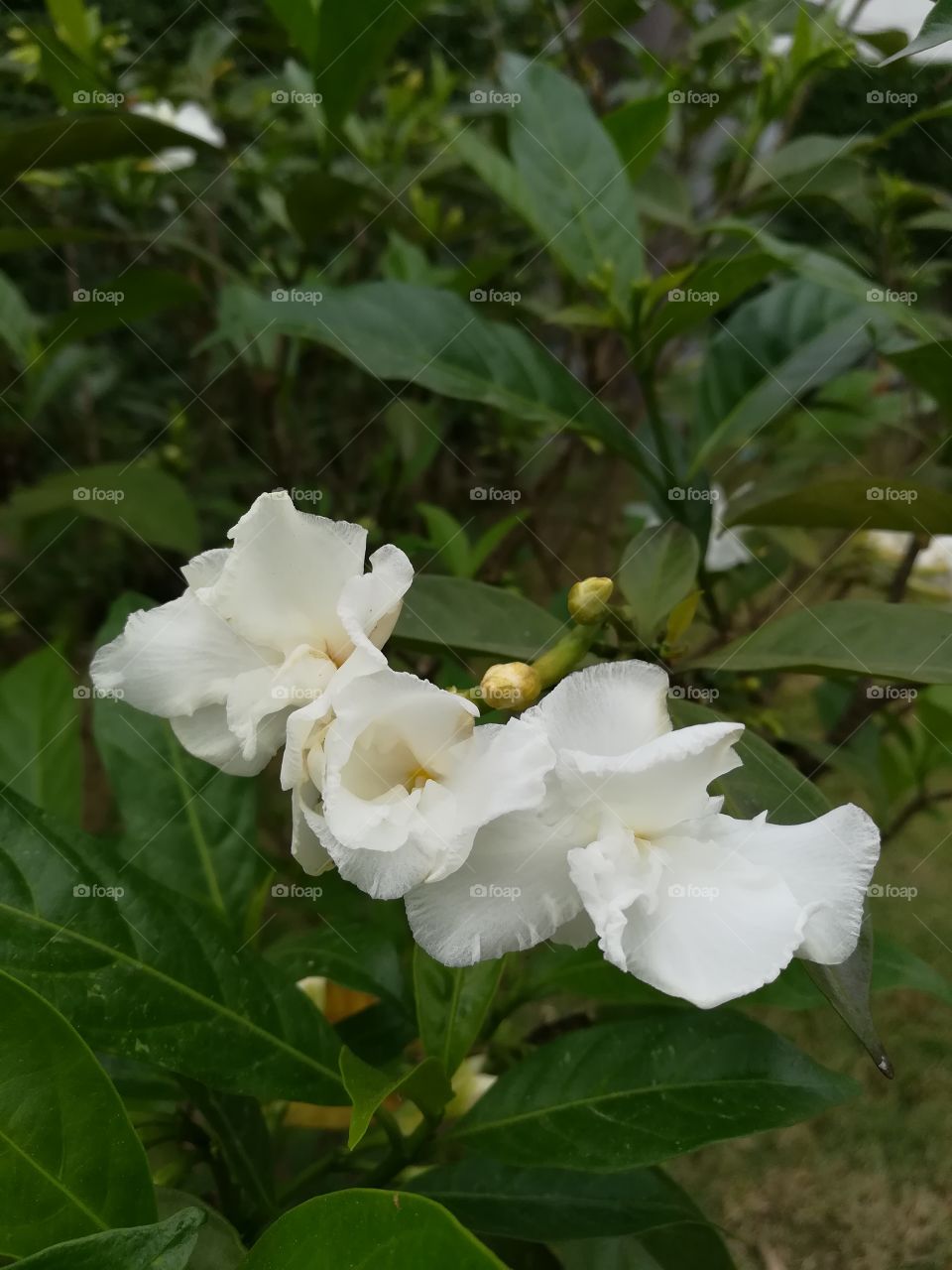 White three Jusminoides flower among green leaves in garden